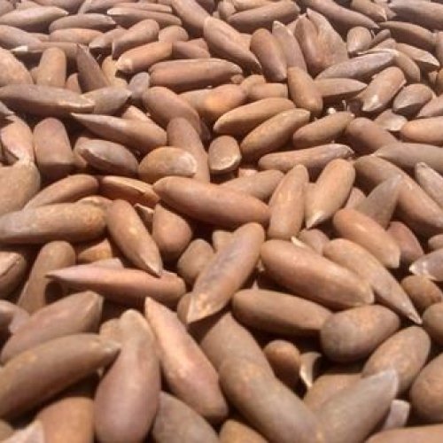 Chilgoza Pine Nuts