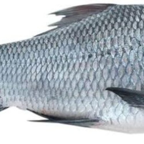 Fresh Catla Fish