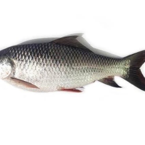 Fresh Rohu Fish