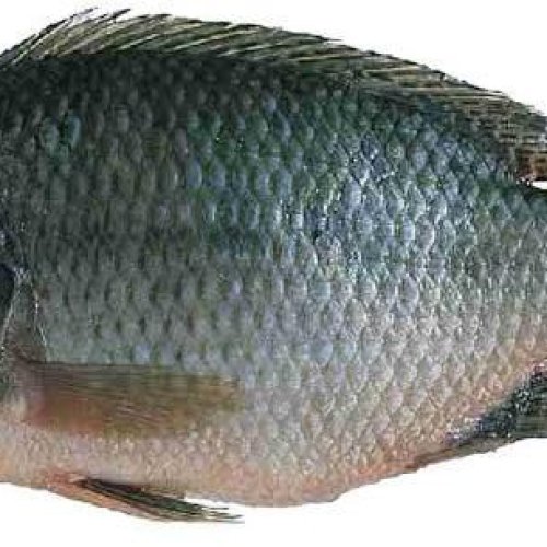 Fresh Tilapia Fish