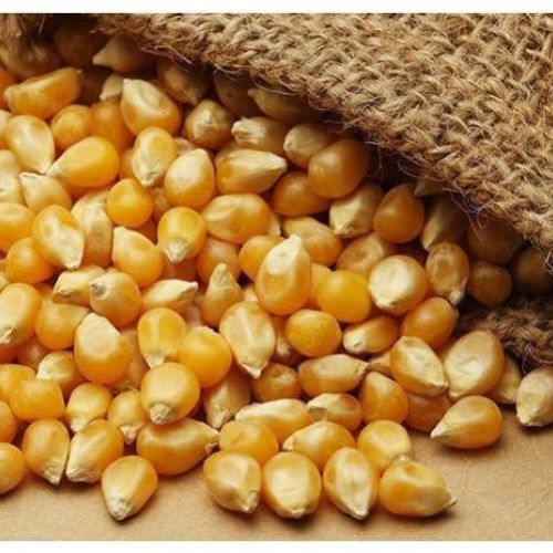 Maize Seeds
