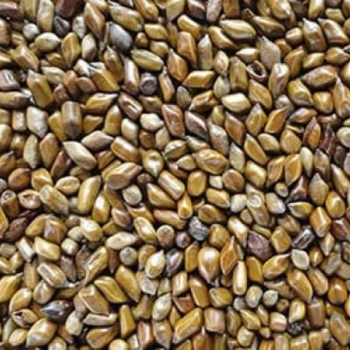 Cassia Tora Seeds