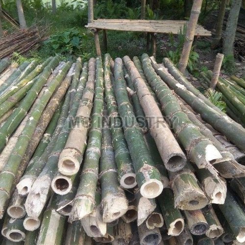 Bamboo Poles