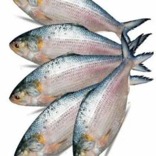 Frozen Hilsa Fish