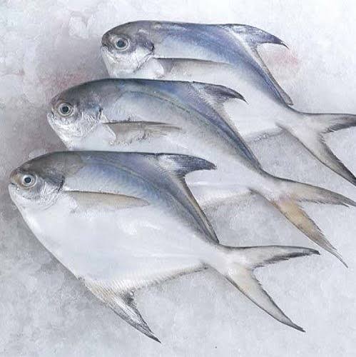 Pomfret Fish