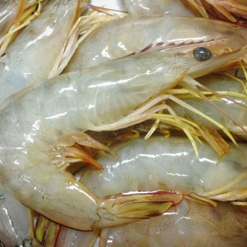 Vannamei Prawn