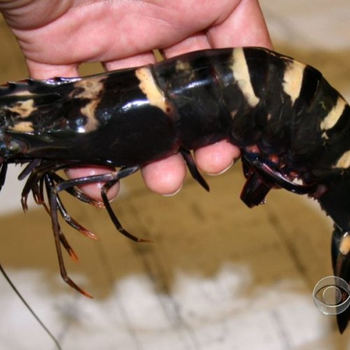 Black Tiger Shrimp