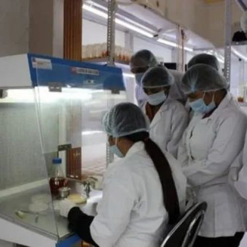 Cordyceps Militaris Mushroom Cultivation Training Service