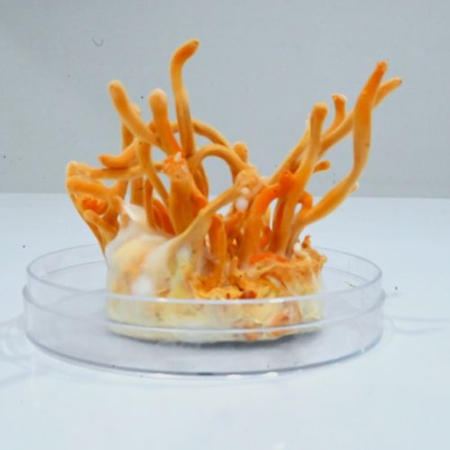 cordyceps militaris
