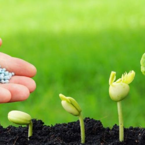 Plant Growth Promoter