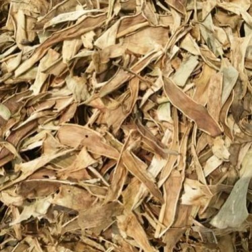 Dried Aloe Vera Leaves