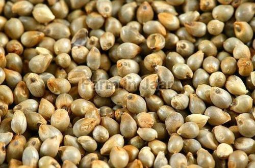 Bajra Seeds