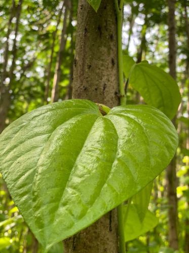 betel leaves