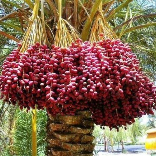 Date Palm Plants