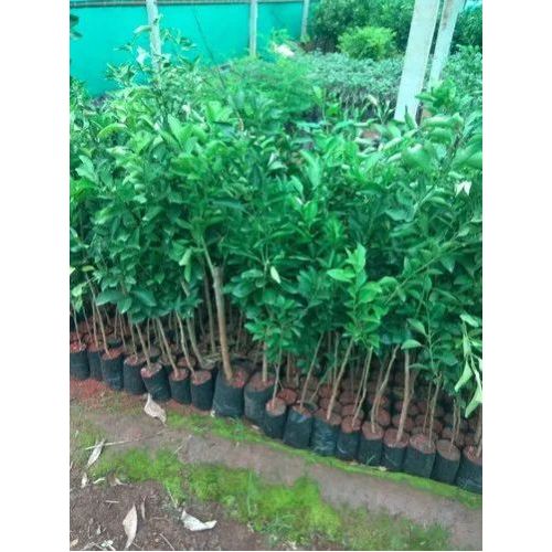 Lemon Plants