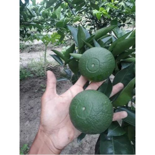 Malta Fruit Plant