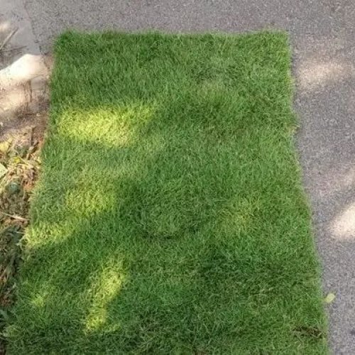 Natural Lawn Grass