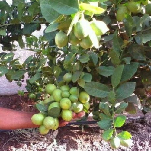 Seedless Lemon Plant