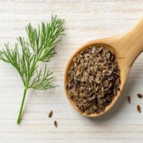 Organic Dill Seeds