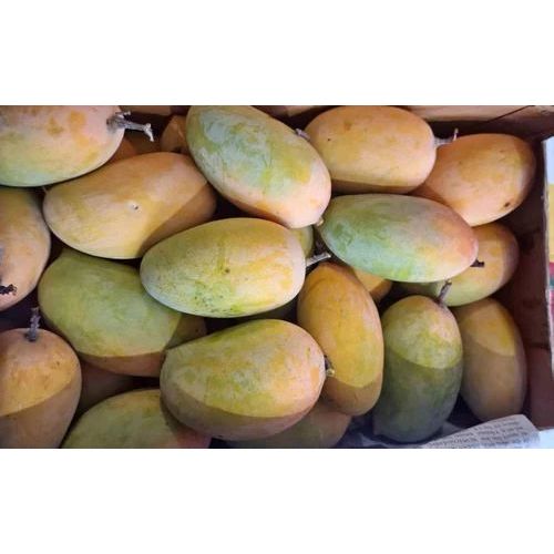 Fresh Kesar Mango