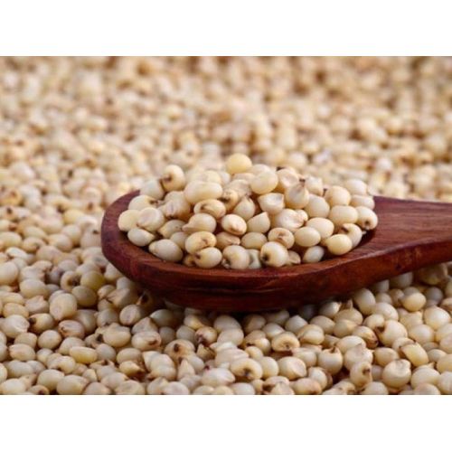 Sorghum