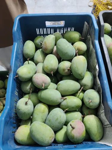 Kesar Mango