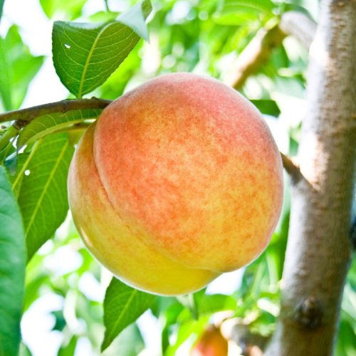 Peach Plants
