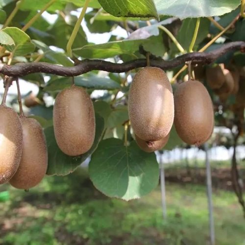 Allison Kiwi Plants