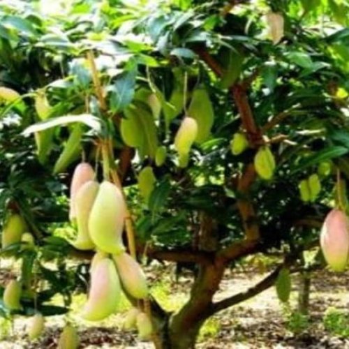 Dasheri Mango Plants