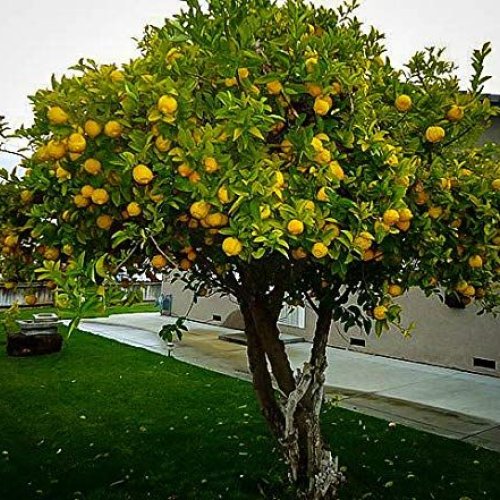 Eureka Lemon Plants