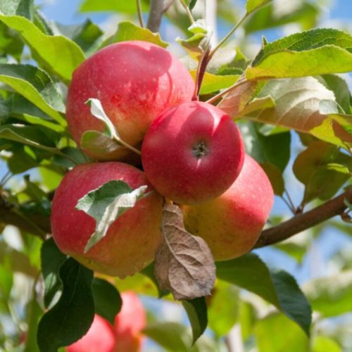 Apple Plants