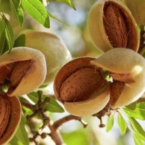 Grafted Almond Plants