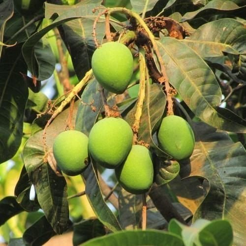 Langra Mango Plants
