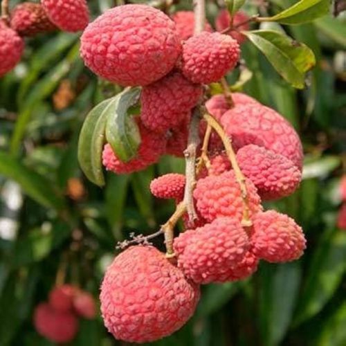 Rose Litchi Plants