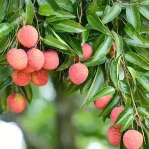 Scented Litchi Plants