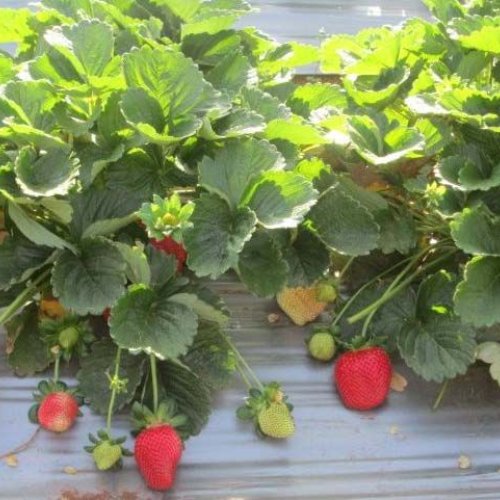 Strawberry Plants