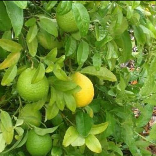 Sweet Lime Plants