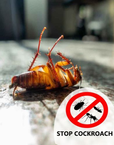 Cockroaches Pest Control Services