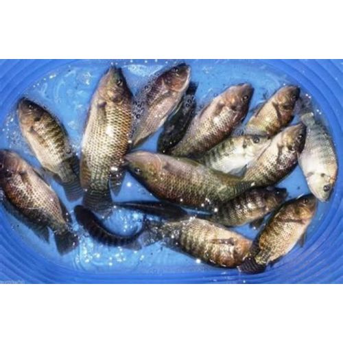 Live Tilapia Fish
