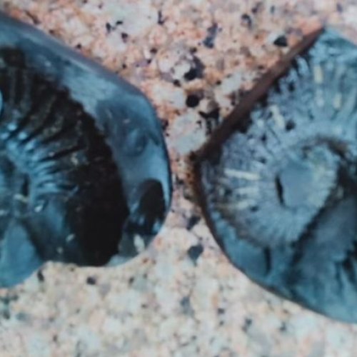 Shaligram Stone