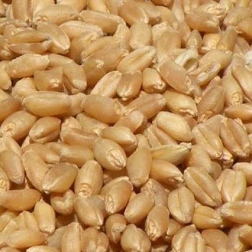 Hybrid Wheat Seeds