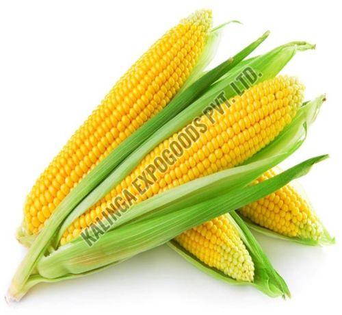 Yellow Corn