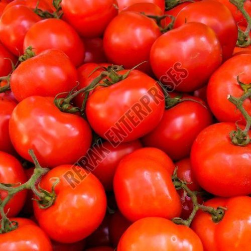 Fresh Red Tomato