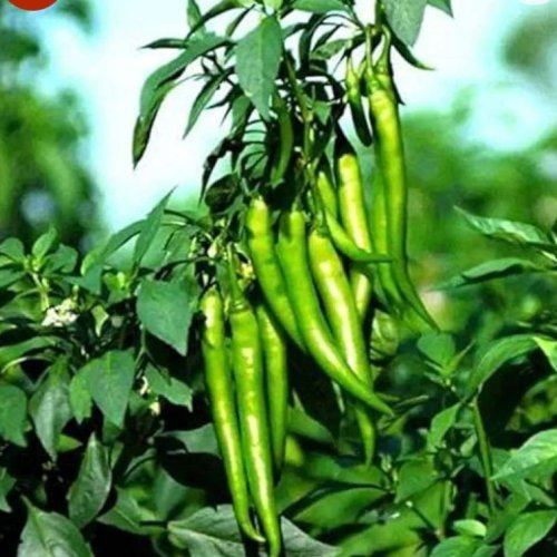 Fresh Green Chilli