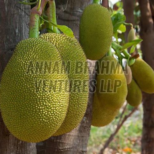 Fresh Jackfruit