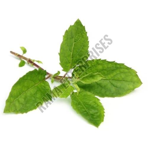 Holy Basil Leaves