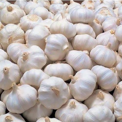 fresh garlic