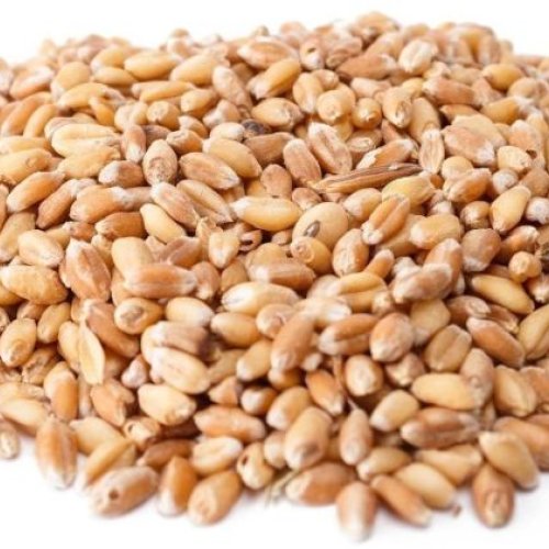 Wheat Seeds