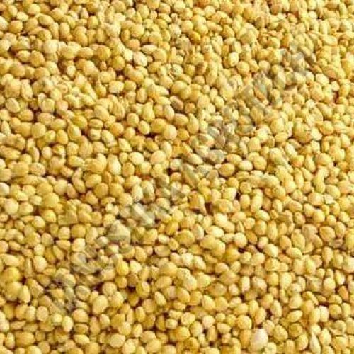 Foxtail Millet