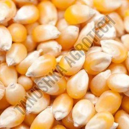Maize Millet